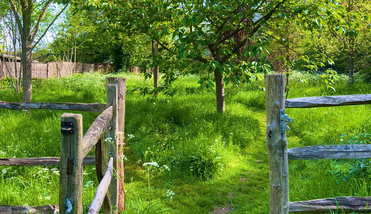 Why is the world afraid of long grass/meadows? For those adopting a #NoMowSummer, I applaud you👏 You are setting the standard &amp; 100% helping your local wildlife. Since we are no longer in May, I’m conscious the mowers are being dusted off, so I’d just like to say #JuneIsTooSoon