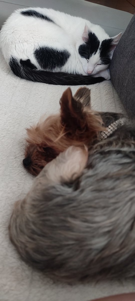 clari_tpl's tweet photo. #sleepmood https://t.co/hM6No5Mt3W