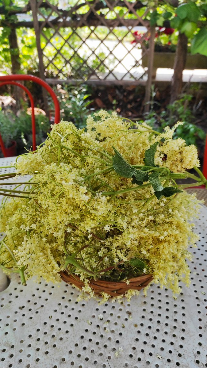 gianni_runco's tweet photo. I fiori di sambuco ottimi per le frittelle; sono diuretici e curano febbre, bronchiti e stati influenzali. #sambuco #ortodeisemplici #erbeselvatiche #erbespontanee #erbeofficinali #bombi #orti #veganlife #erbario #erbearomatiche #erboristeria #API #biodiversity #vegan #govegan https://t.co/YnVXwdVOzw