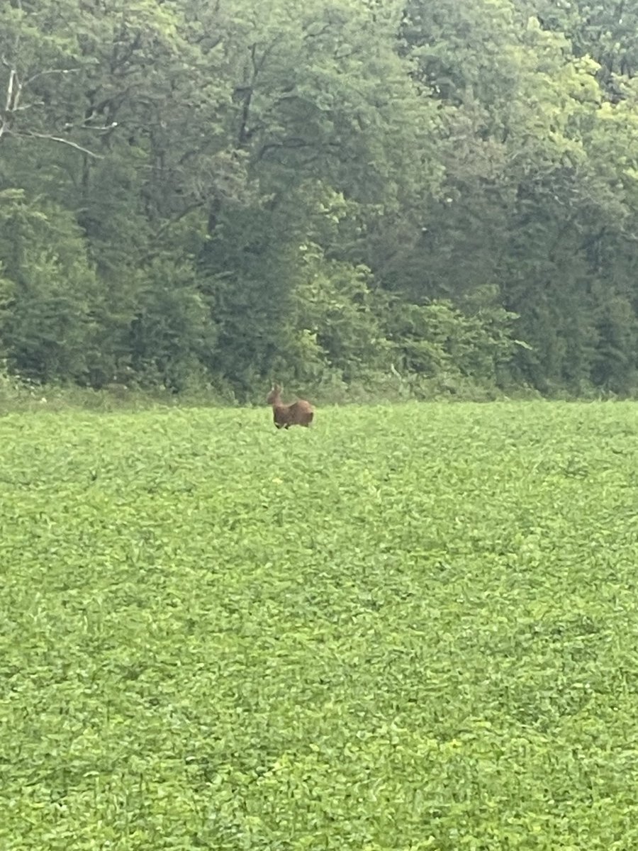 Pierre Mayeur tweet media