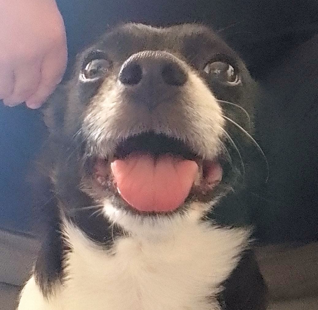 ParaAnd89's tweet photo. My dad always manages to get the best pictures of my baby ๐ค๐ค๐ค
#Puppy #JackChi #Jackhuahua https://t.co/bt4EuZxe4Q