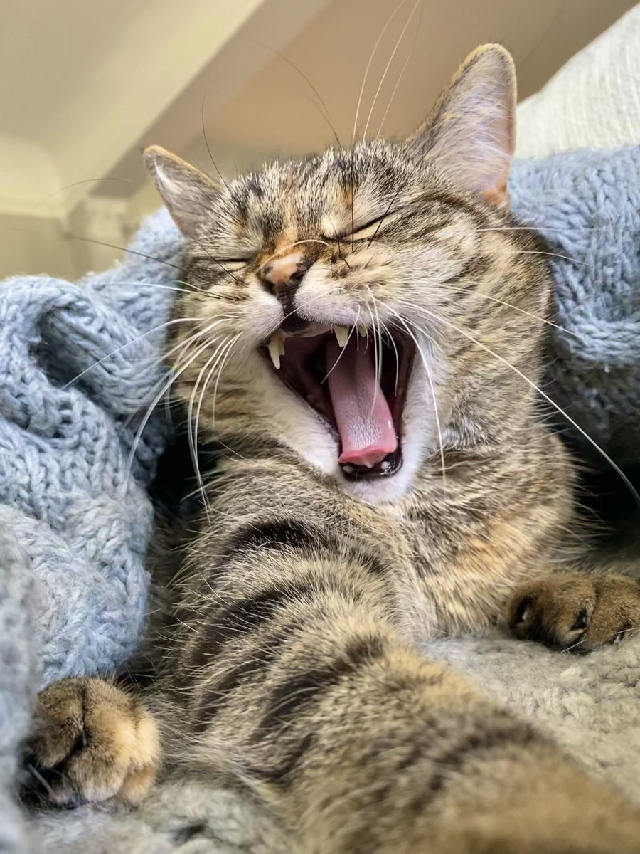 Jane Fallon tweet media