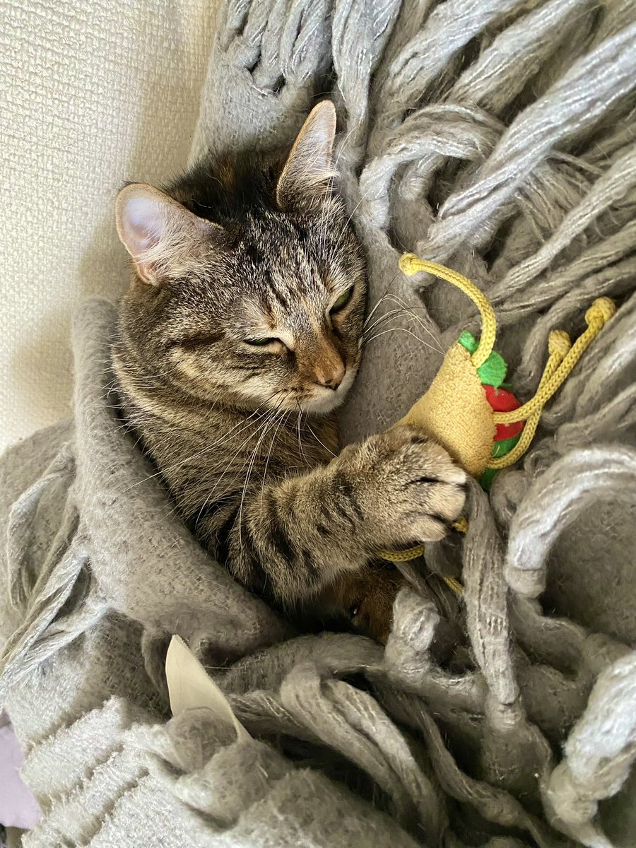 Jane Fallon tweet media