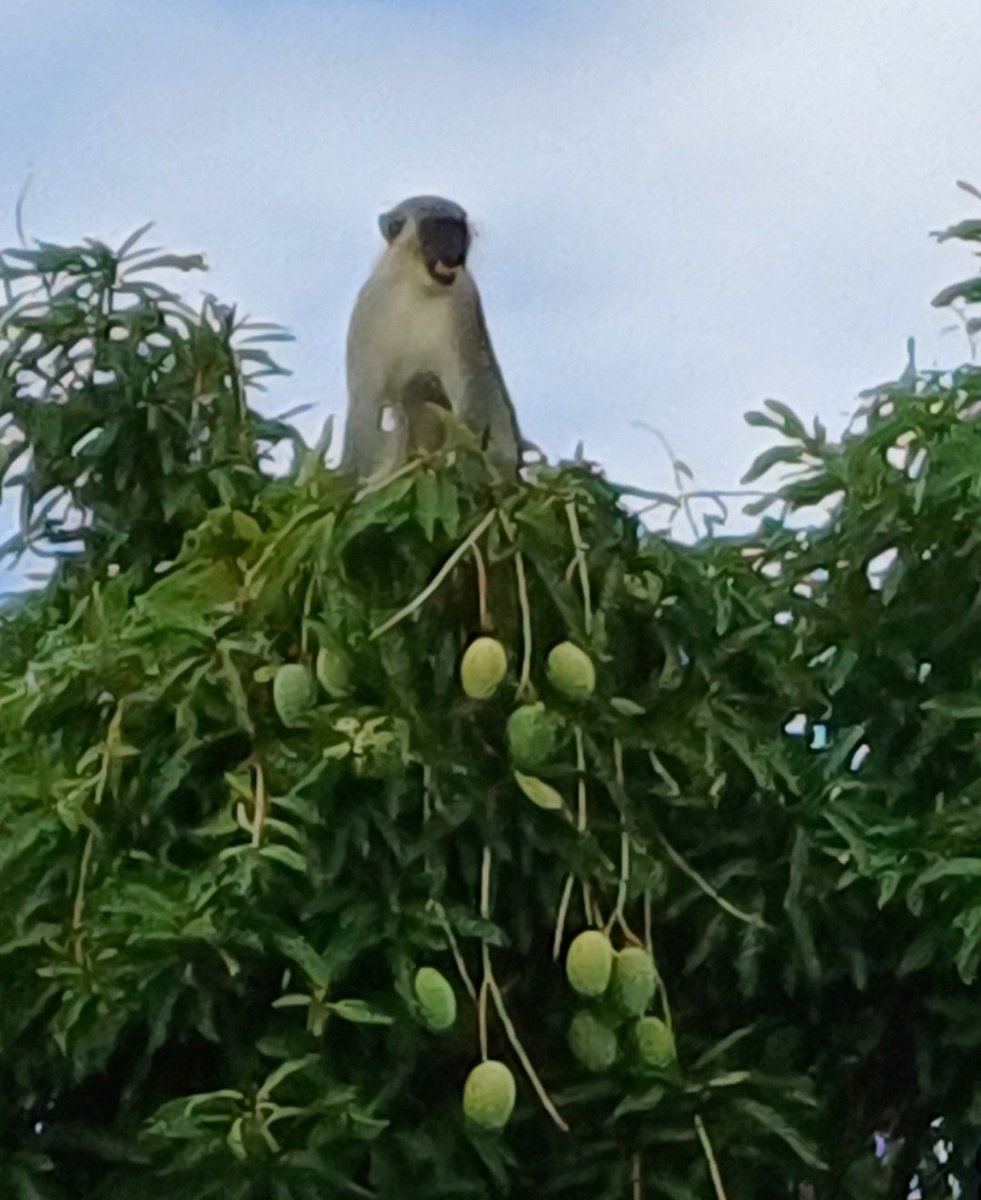 kirton_r's tweet photo. And then this. King of Mango Mountain. 🇧🇧 #greenmonkey #barbados https://t.co/ykaxFDhnRw