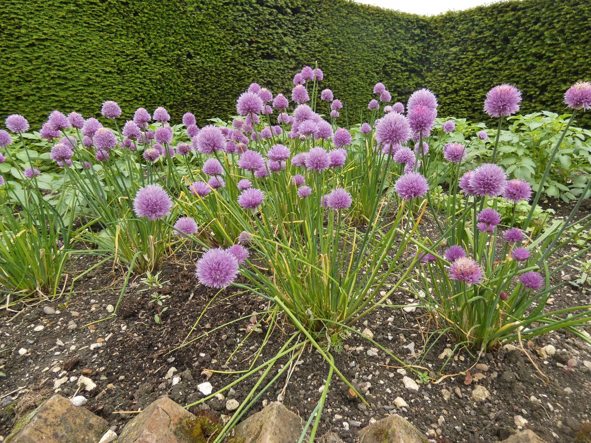 LouPhotosby's tweet photo. Beautiful flowers in the walled garden @SledmereHouse the veg plot is pretty good too! #eastyorkshire #walledgarden #yorkshire #daysout https://t.co/2n7nfgmWOH