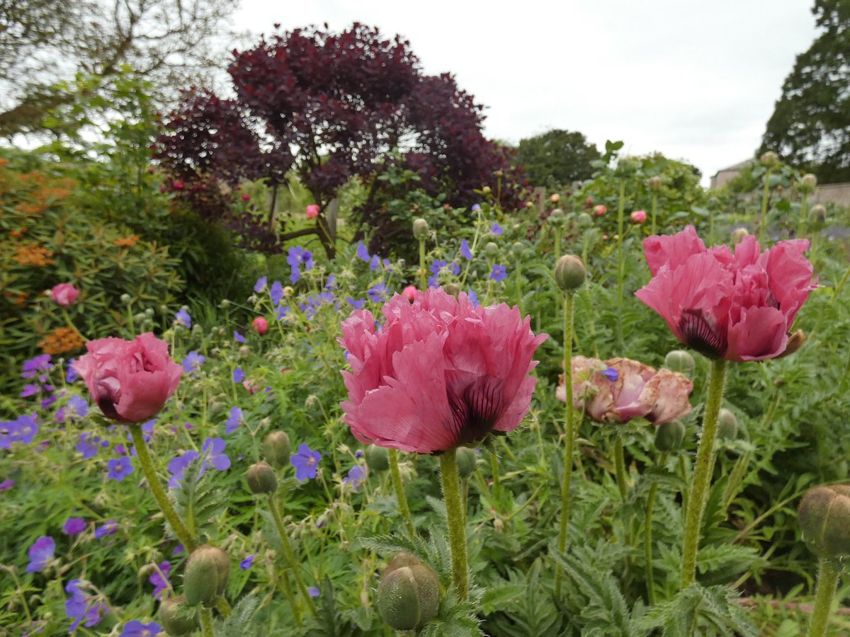 LouPhotosby's tweet photo. Beautiful flowers in the walled garden @SledmereHouse the veg plot is pretty good too! #eastyorkshire #walledgarden #yorkshire #daysout https://t.co/2n7nfgmWOH