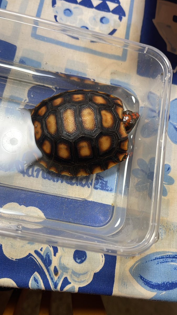 アカアシ、甲羅まで赤っぽいです。