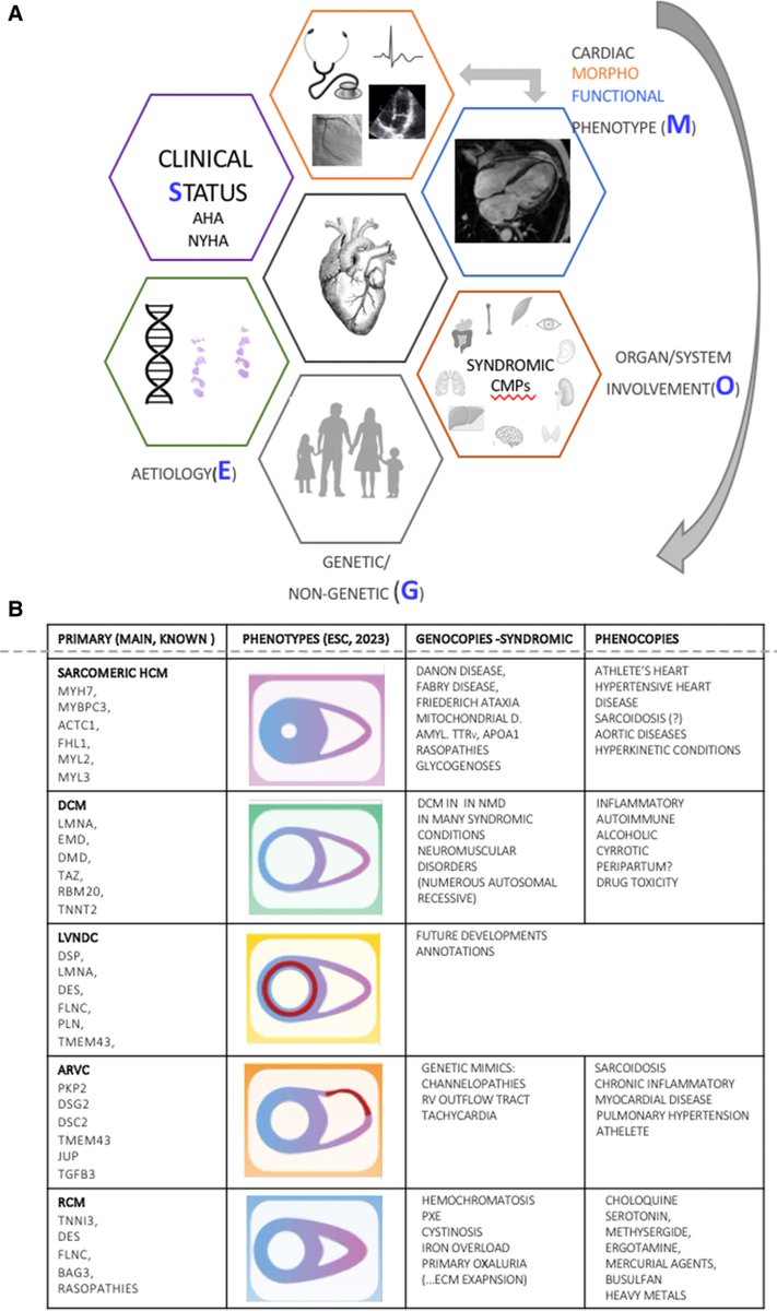 🆕 Guías 2023 ESC para el manejo de las miocardiopatías: Guía para las decisiones del cardiólogo.

📕 Eur Heart J
🔓 cardioteca.com/insuficiencia-…
