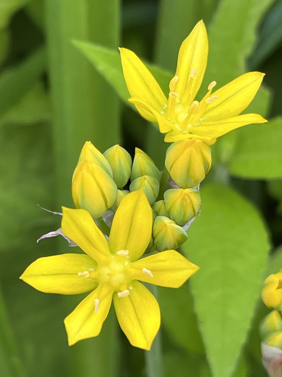 Morning. Pic is close up of Allium Moly. Off this morning to ⁦<a href="/RarePlantFair/">Rare Plant Fair</a>⁩ at High Glanau Manor for good mooch around the garden, pick up some lovely Iris from ⁦⁦<a href="/thegobbett/">The gobbett nursery</a>⁩ and no doubt a few other plants too. Have a good day, weather looks fabulous here. ☀️