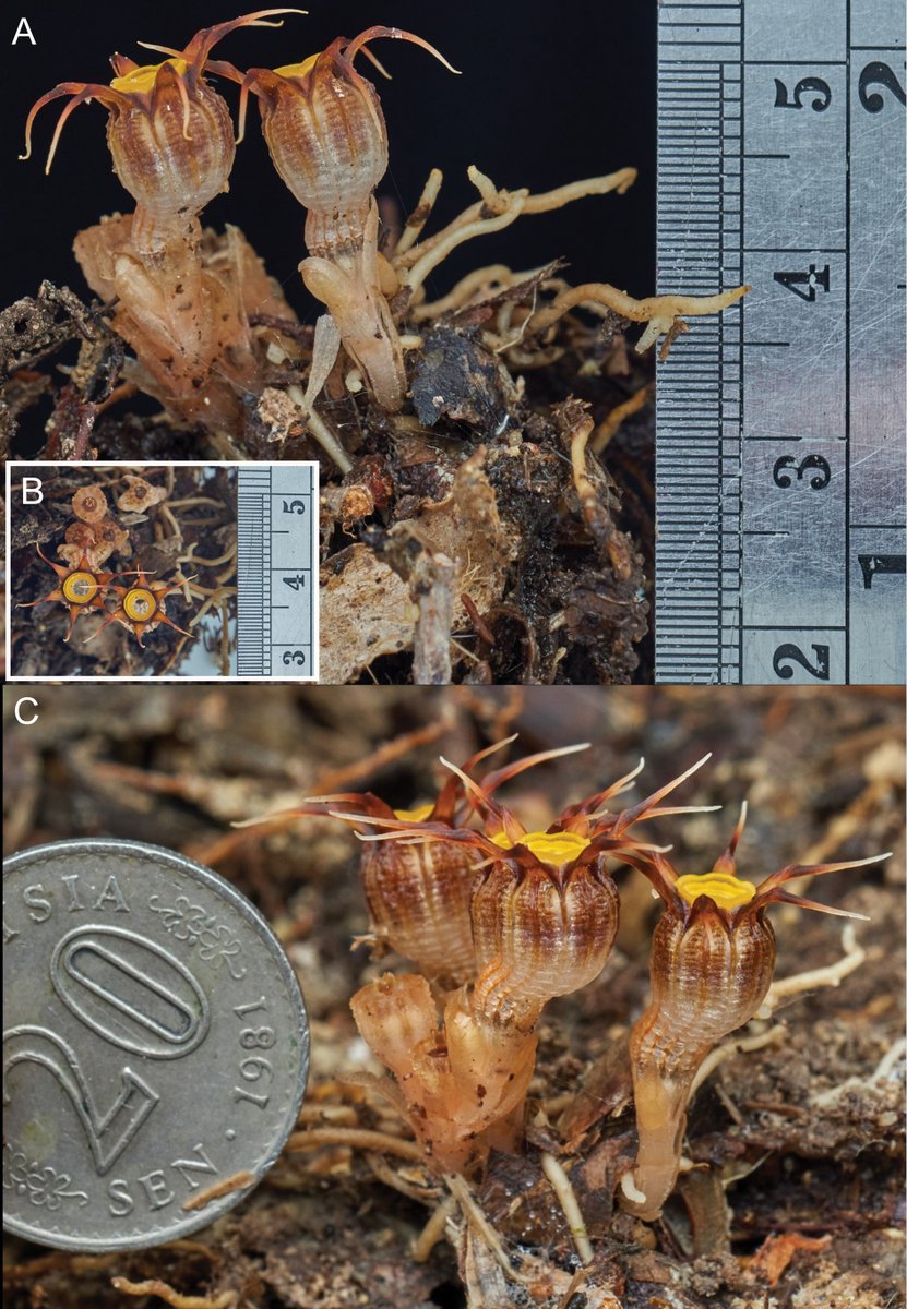 thismiaguy's tweet photo. #Newspecies of #Thismia alert! #Thismia malayana by Siti-Munirah et al. @FRIMKepong 
Read more about this small beauty here @PhytoKeys 
https://t.co/znusYk0JBb https://t.co/IWI4NjATLI
