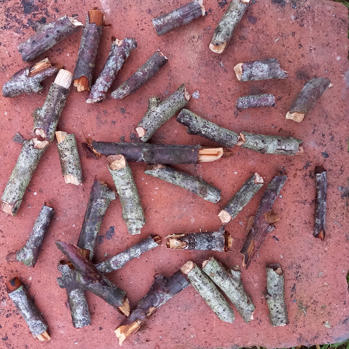 One of these things is not like the others.

Playing spot the moth with the grandkids this morning for #30DaysWild Excellent camouflage from this buff-tip moth #TeamMoth #MothsMatter