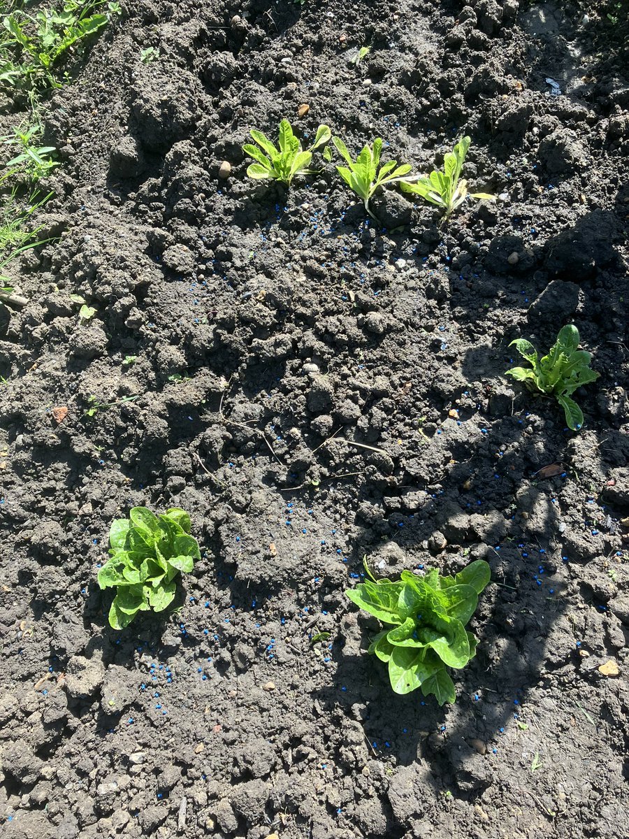 Conrad Hall tweet media