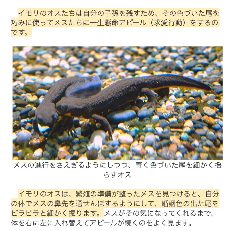 ulo_ulo_'s tweet photo. そしてイモリに大興奮の巻2024
(求愛行動を添えて) https://t.co/3B1VU1nb4p