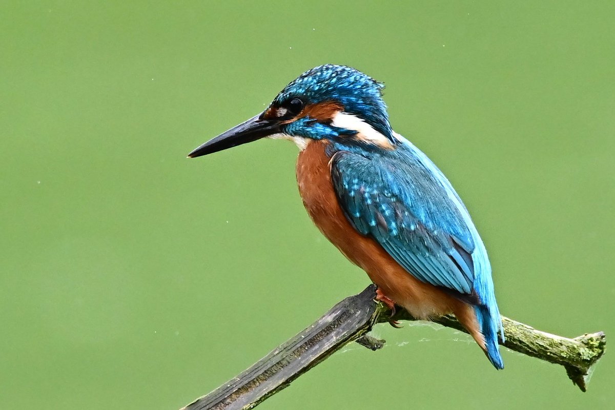 JonletR's tweet photo. 📷 Martin-pêcheur d'Europe ♂️ - Alcedo atthis - Common Kingfisher.
#birds #oiseau #nature #NaturePhotography #BirdTwitte https://t.co/skf0qWm49d