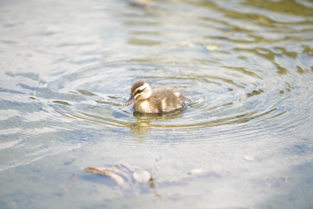 macfamily_ch's tweet image. 近くの公園にカルガモの親子来た🐥

#α7c
#オールドレンズ
#ASAHIPENTAX