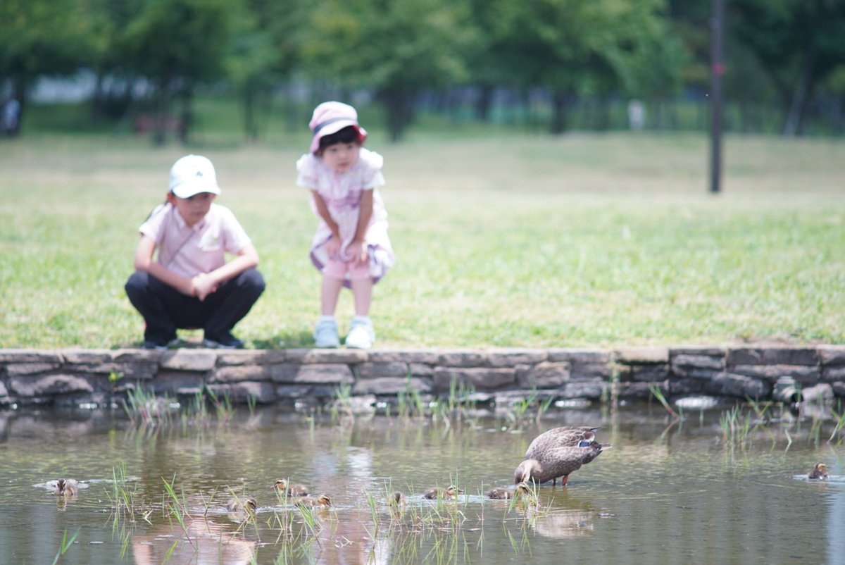 macfamily_ch's tweet image. 近くの公園にカルガモの親子来た🐥

#α7c
#オールドレンズ
#ASAHIPENTAX