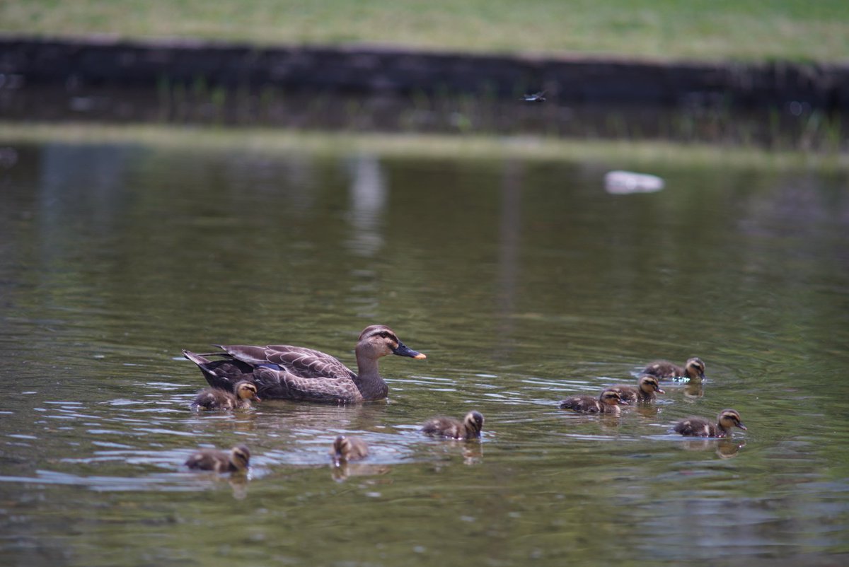 macfamily_ch's tweet image. 近くの公園にカルガモの親子来た🐥

#α7c
#オールドレンズ
#ASAHIPENTAX