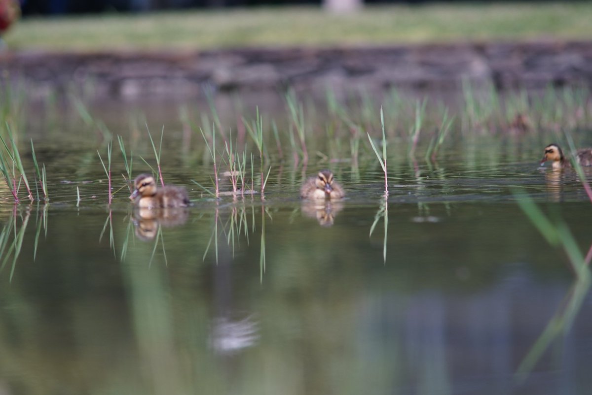 macfamily_ch's tweet image. 近くの公園にカルガモの親子来た🐥

#α7c
#オールドレンズ
#ASAHIPENTAX