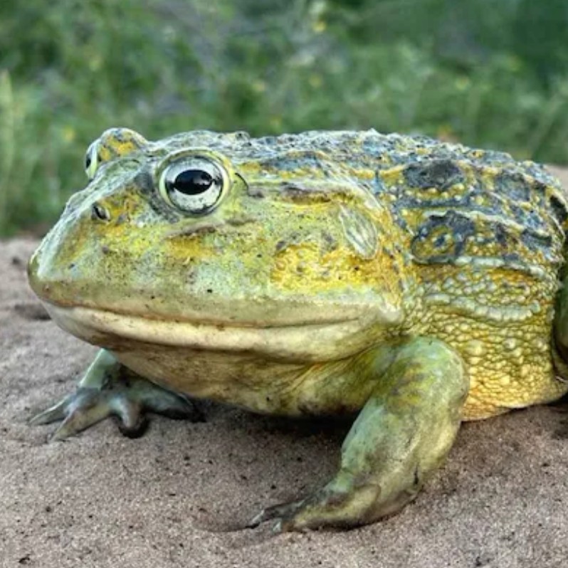 A groundbreaking find, originating at Wilderness Mombo.
A new bullfrog species, the largest frog unearthed in 104 years.

At Wilderness we never stop exploring and discovering:​
bit.ly/3X0gNqU

#WildernessMombo #WeAreWilderness #Wilderness #NewDiscovery #NewFrogSpecies
