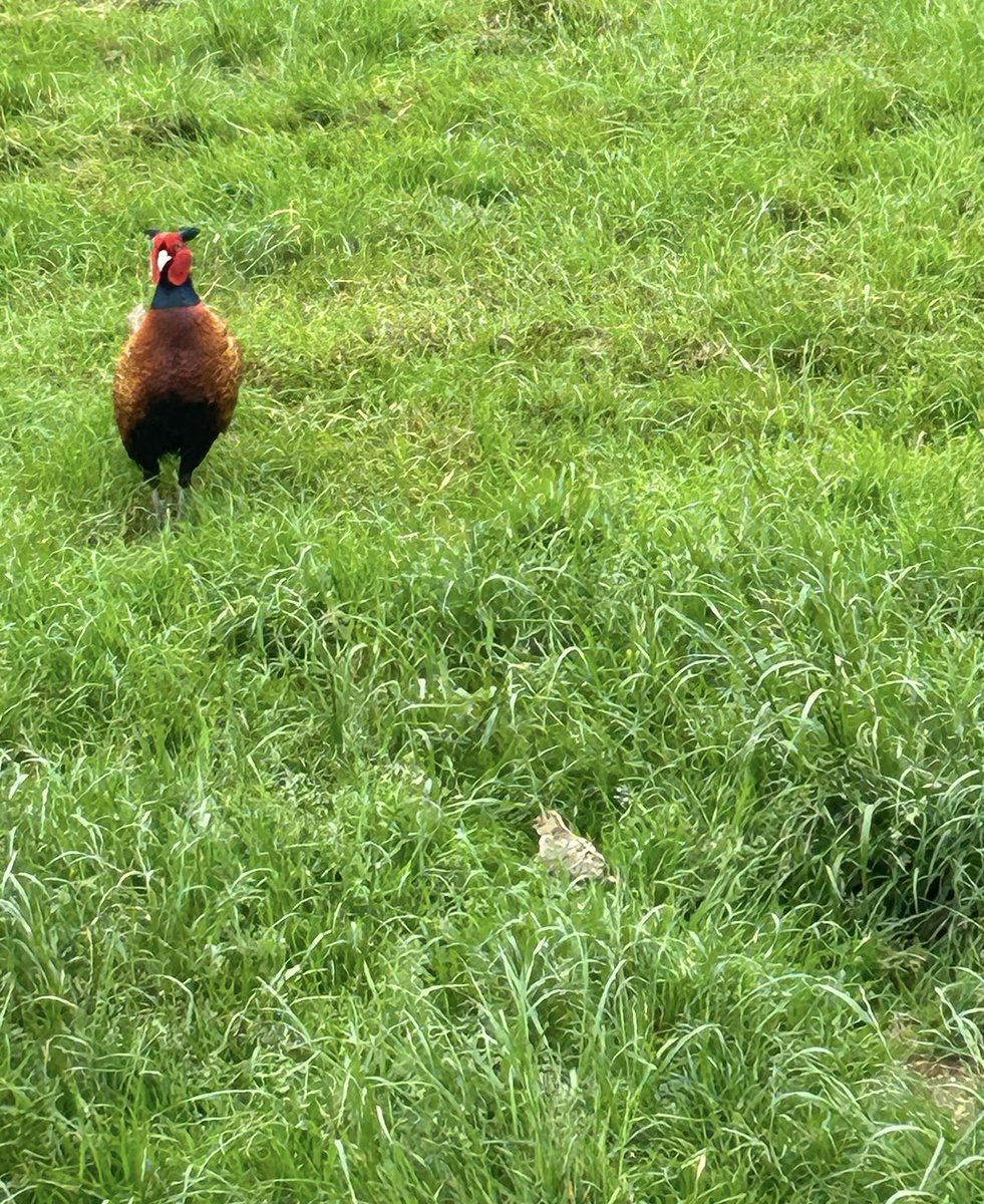 BanbloodsportNI's tweet photo. One of ‘my’ girls has had a chick. How flipping cute is this little one?! ☺️ The fact that these beautiful birds are bred, purely to be blasted out of the sky by psychos, blows my mind. #banbloodsports #banshooting #pheasants #wildlife https://t.co/hiSYIR5grM