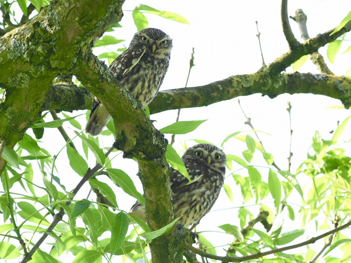 I recently wrote in Birdwatch magazine how Little Owls are probably extinct as a breeding species in Scotland - but it seems like I was wrong! Coincidentally my 400th species for Scotland 😊