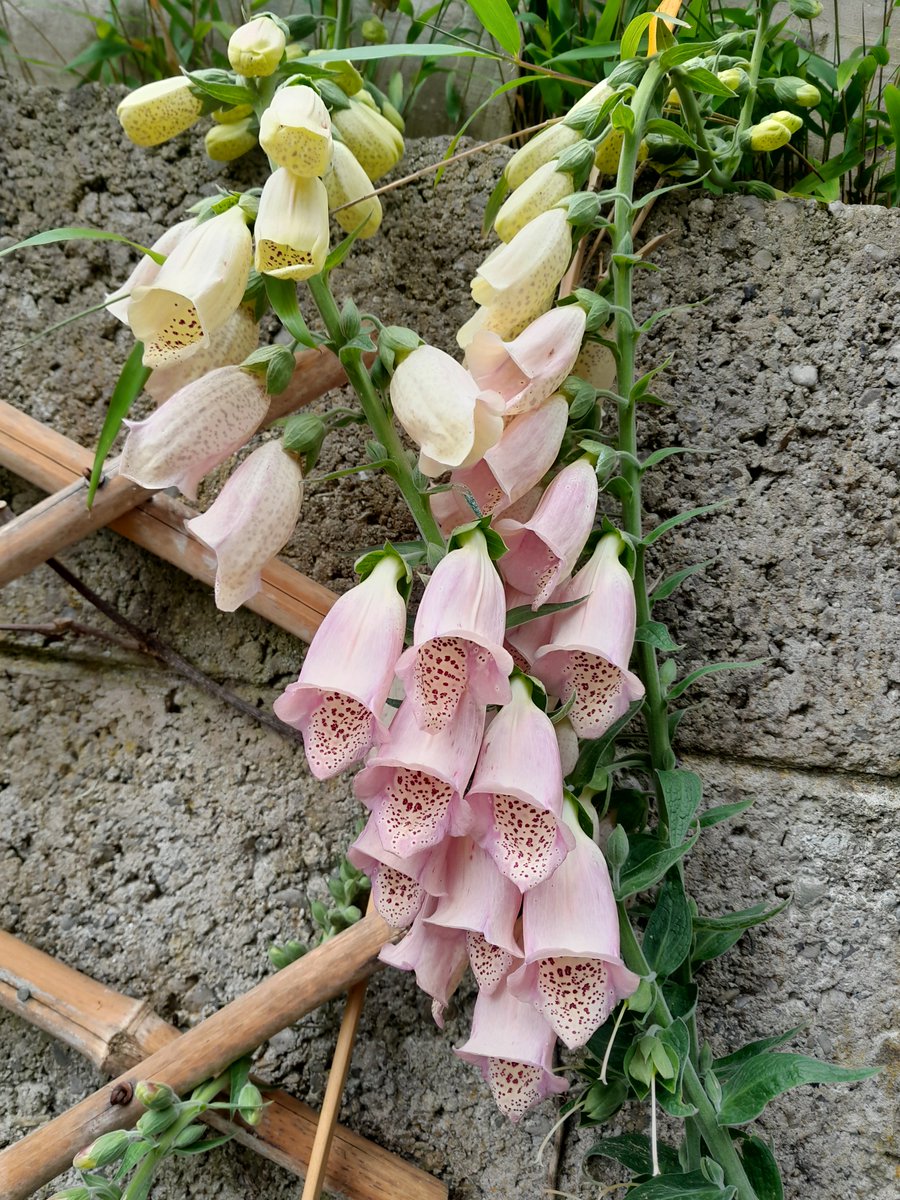 Bobby Smyth tweet media