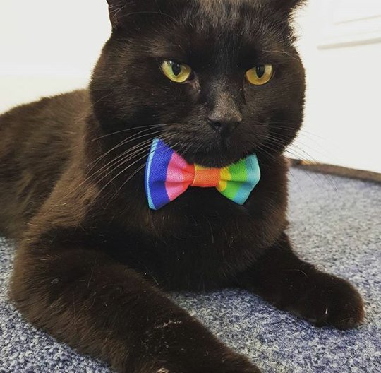 Happy Pride Month #LoveIsLove