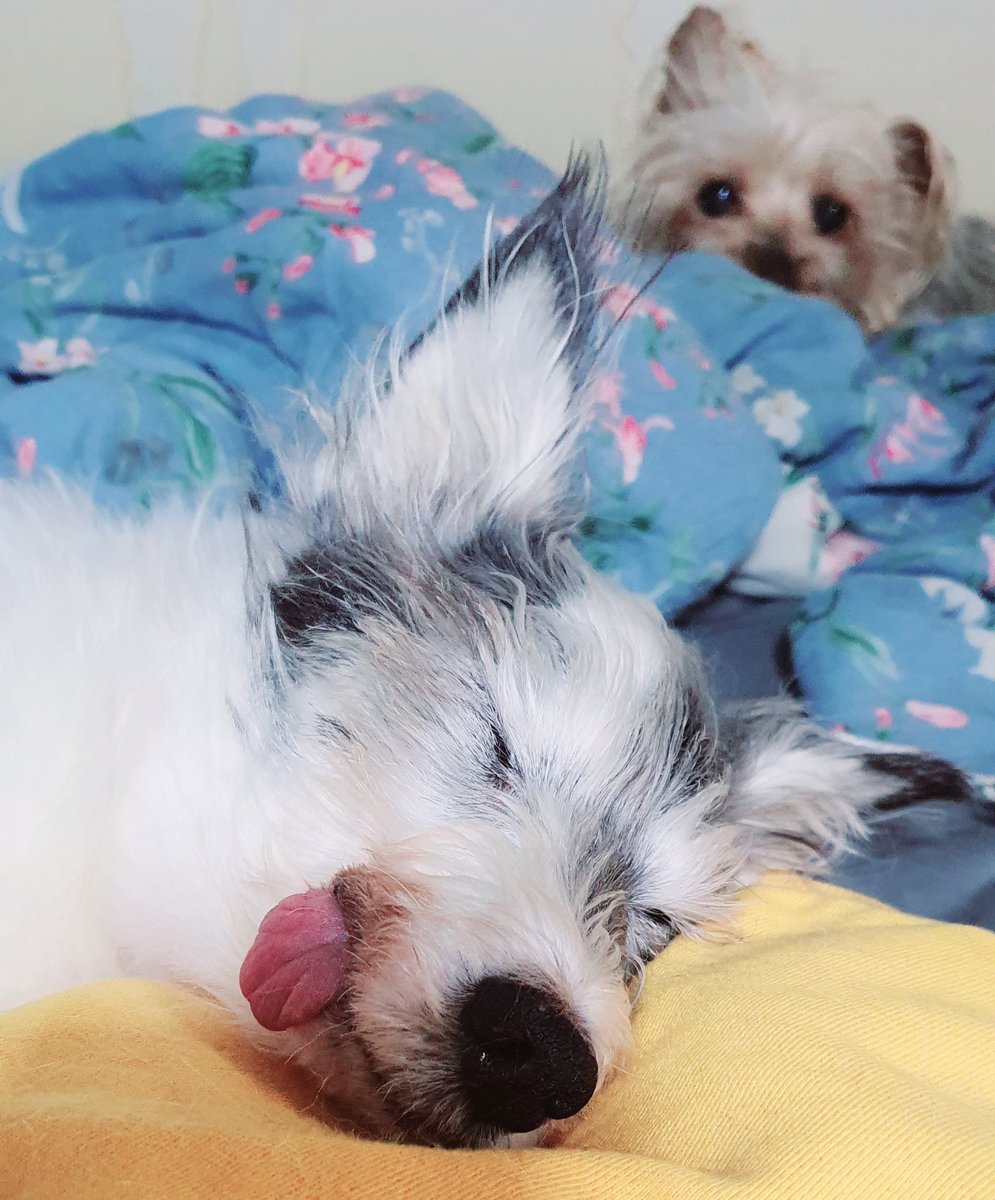 강아지별로 떠날 준비를 시작한 이준씨
...와 아무고또 모르는 아련한 모모씨