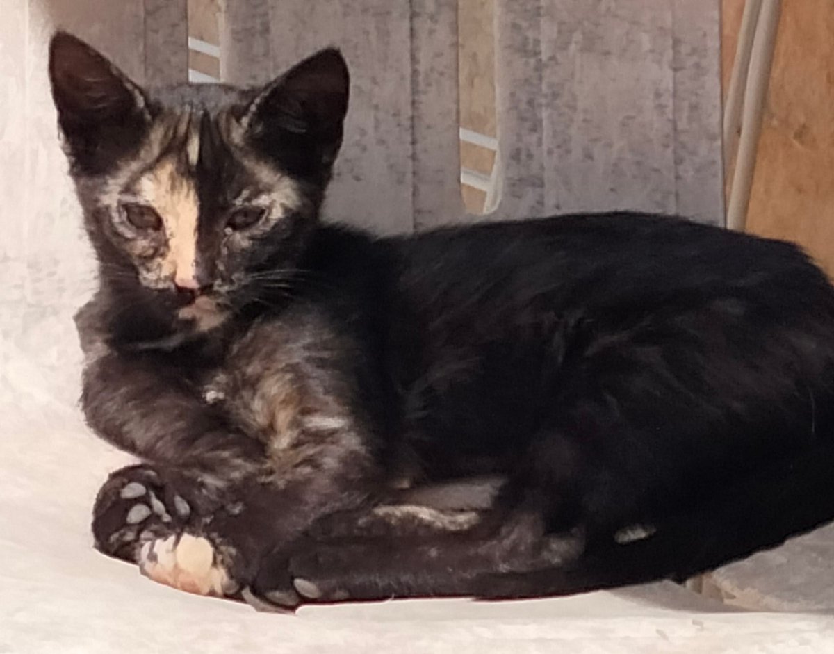 Sols ajudo a difondre i trobar #ADOPCIÓ El cas no és meu. Són 4 femelles de casi 3 mesos. Es donaran amb contracte, testades i desparasitades ☎️ 646-689901 sols WhatsApp #XarxaCatalunyaAdopcions #XarxaBarcelonaAdopcions Estan a #Balaguer Adopció Responsable