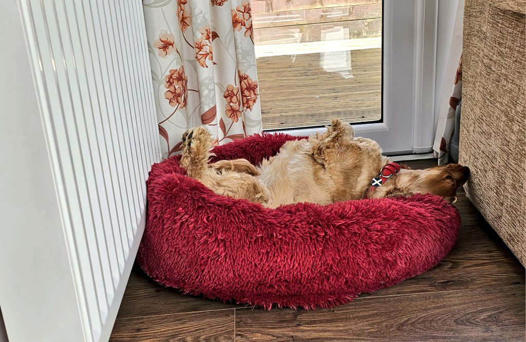 BonnieBess6's tweet photo. Right Mam &amp; Pa no more lazing around in the sun I've got jobs for you. 1st, please move this radiator &amp;  then the settee as I need to stretch out on my bed.....yes I know there'd be loads of room if I slept with my head by the door but I prefer to sleep like this #SundaySnoozing https://t.co/L745zx7a2r
