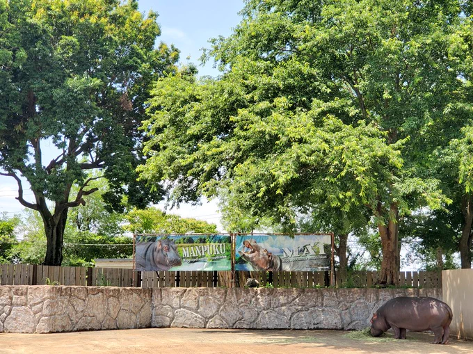 動物動物公園に行ってきました、5月はずっと引きこもっていたので久しぶりの外出で、友達とも会えて楽しかった 画像は私の好きな動物ランキング上位のカバとカメ