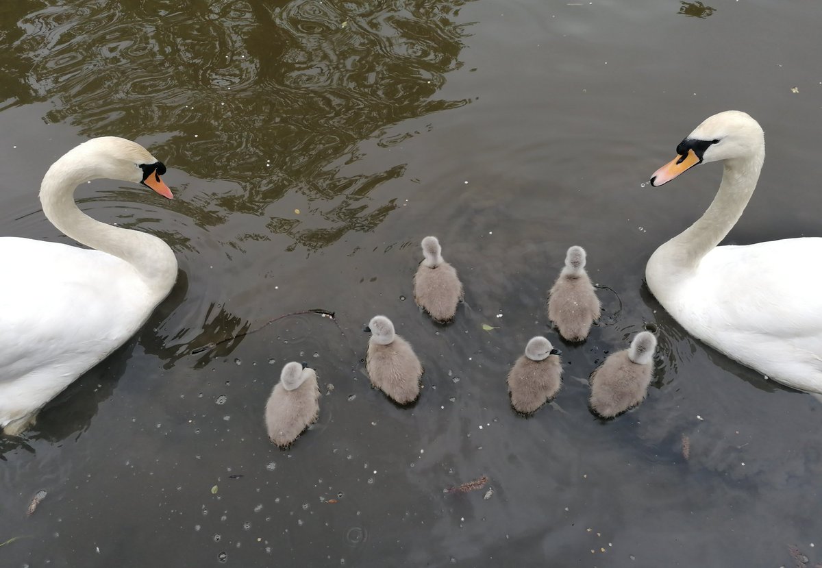 TreeChiefs's tweet photo. Life on the #leedsliverpoolcanal spring is here and new babies arrive. Lovely to see the little ones visiting us π₯°π
#treechiefs #30dayswild
#Springwatch
#rspb
#mickandria
#riabytheleeds
#leedsliverpoolcanal
#nbcushty https://t.co/2AXnt13Cd6