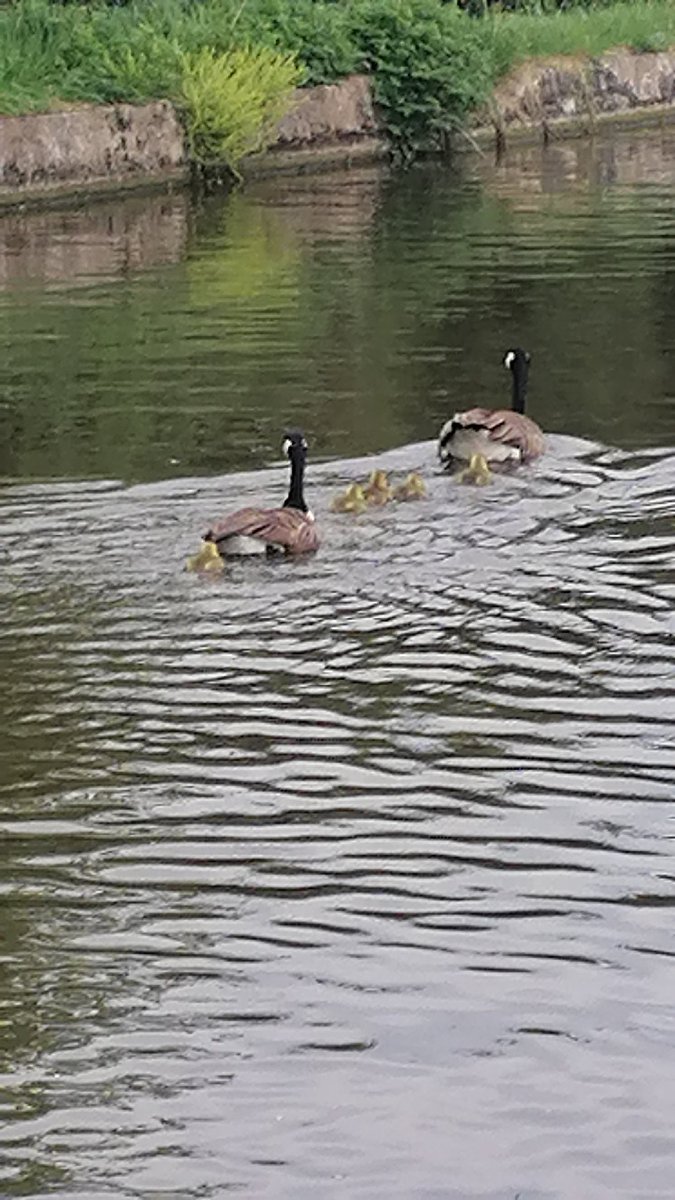 TreeChiefs's tweet photo. Life on the #leedsliverpoolcanal spring is here and new babies arrive. Lovely to see the little ones visiting us π₯°π
#treechiefs #30dayswild
#Springwatch
#rspb
#mickandria
#riabytheleeds
#leedsliverpoolcanal
#nbcushty https://t.co/2AXnt13Cd6