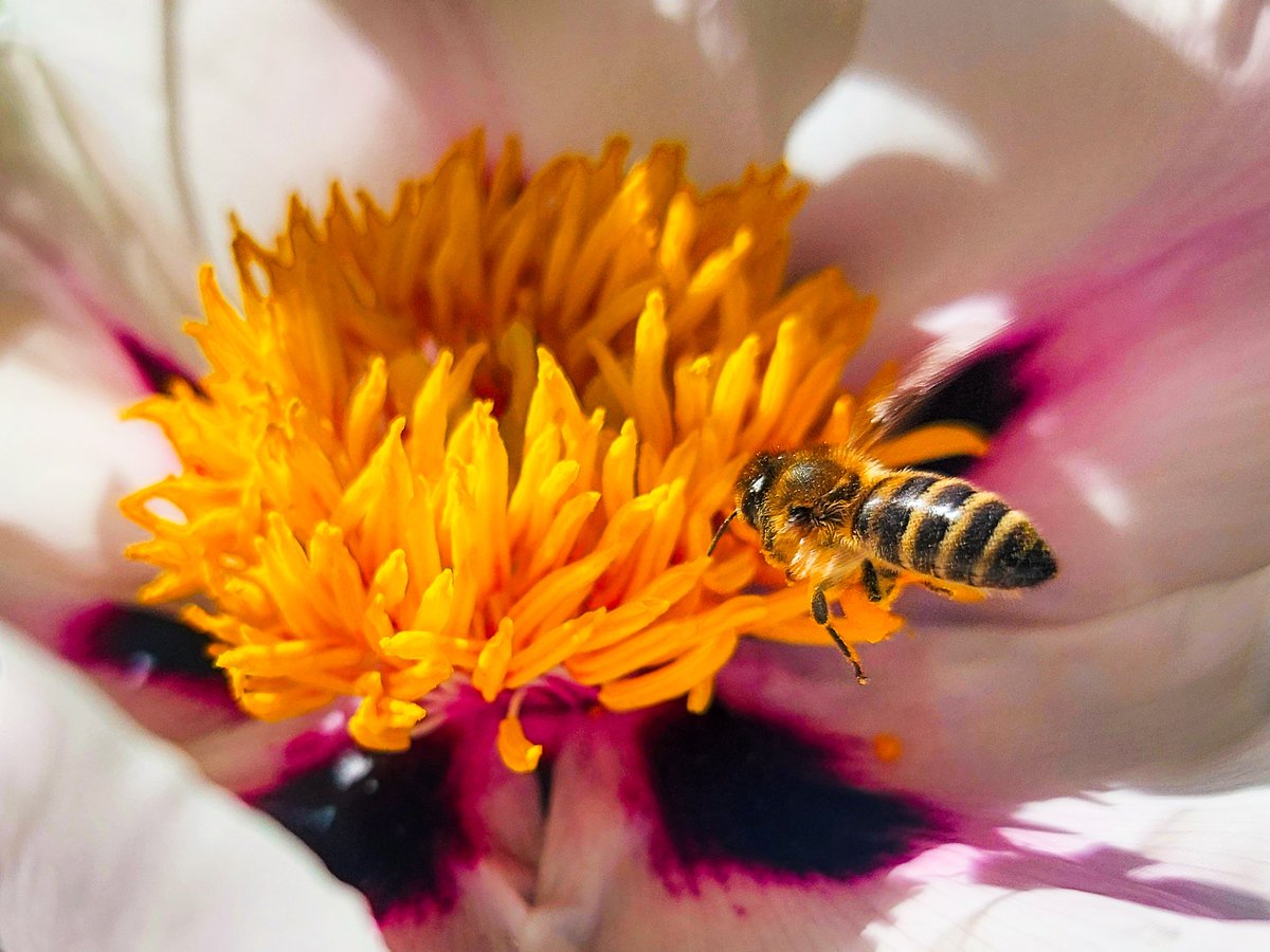 “Where there are bees there are flowers, and wherever there are flowers there is new life and hope.” – Christy Lefteri Photo from #Ukraine