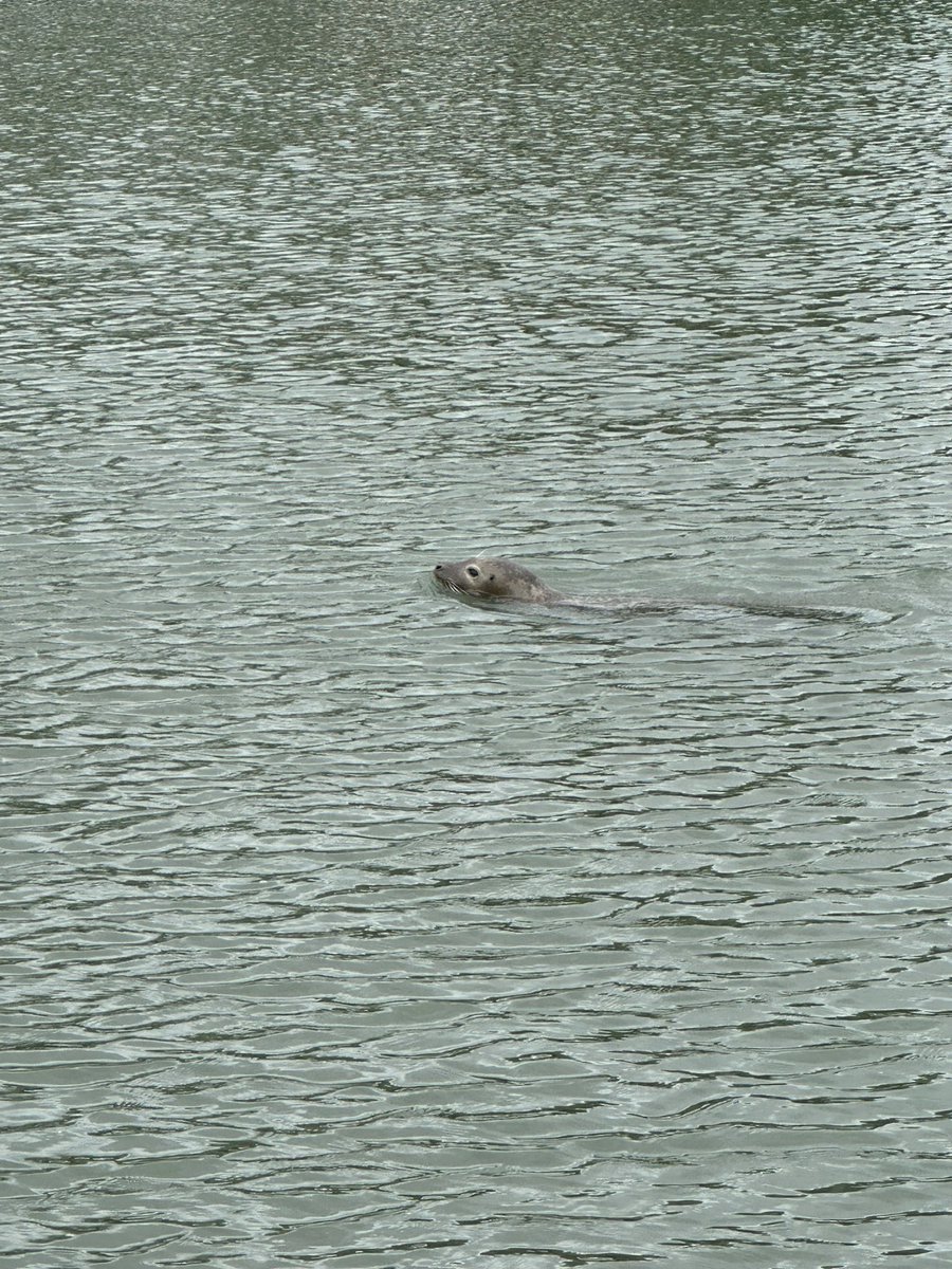 BGS Rowing tweet media