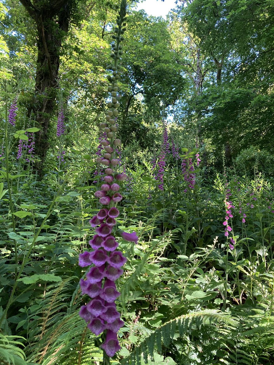 Exmoor woodland in the early morning light. #Exmoor <a href="/ExmoorNP/">Exmoor National Park</a>