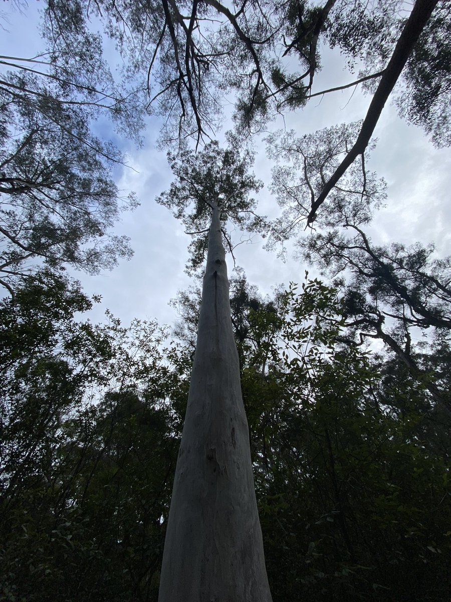 Not politics, trump or football, but trees and nature….much better!!!!  #trees #walk #getoutfortheafternoon