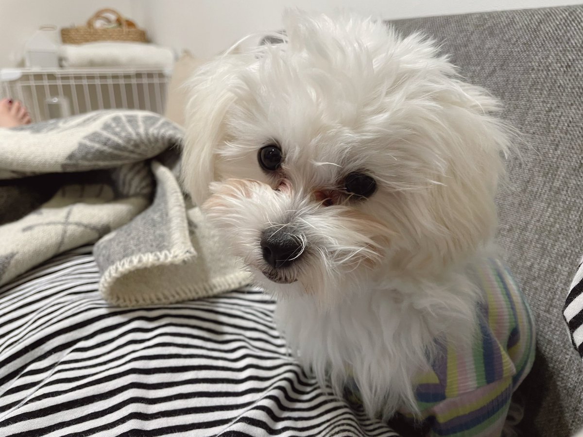 mayokomugi's tweet photo. わんことお散歩して、わんことゴロゴロお昼寝してるのが幸せすぎる。 https://t.co/O40qT3V67L