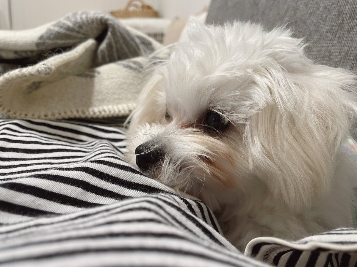 mayokomugi's tweet photo. わんことお散歩して、わんことゴロゴロお昼寝してるのが幸せすぎる。 https://t.co/O40qT3V67L