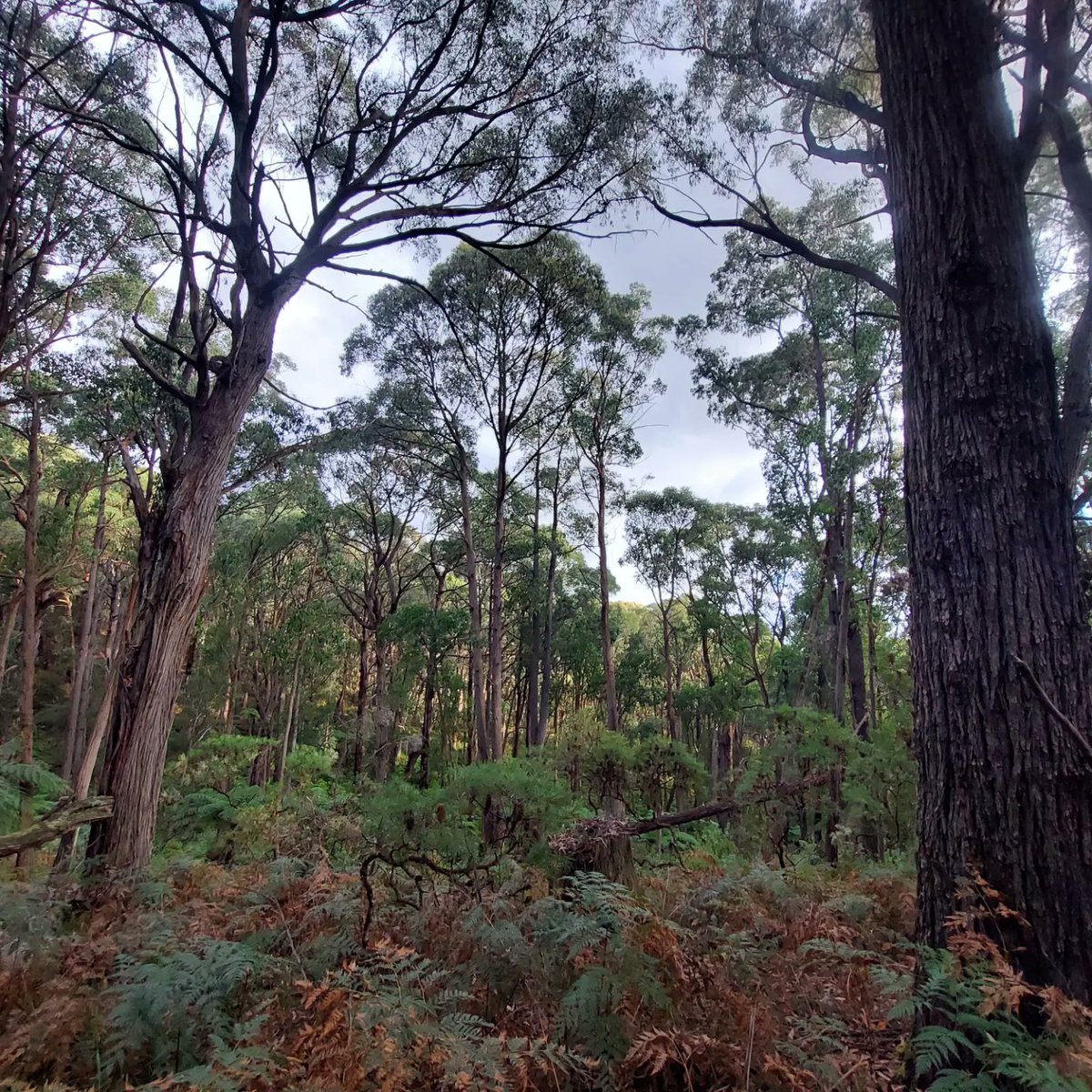 JCrooka's tweet photo. Beenak G180 Bushland Reserve- Wurundjeri Country π³ Silvertop Ash (Eucalyptus sieberi) dominated canopy and funky Fungi and Correa πΌ on the ground story. #vicparks #biodiversity #beenak #bushland https://t.co/2MR6dcyCVk