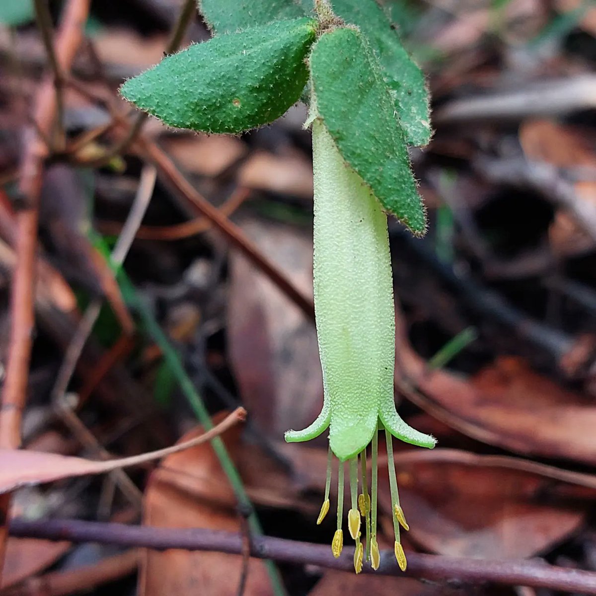 JCrooka's tweet photo. Beenak G180 Bushland Reserve- Wurundjeri Country π³ Silvertop Ash (Eucalyptus sieberi) dominated canopy and funky Fungi and Correa πΌ on the ground story. #vicparks #biodiversity #beenak #bushland https://t.co/2MR6dcyCVk