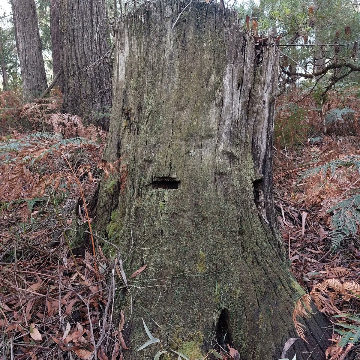 JCrooka's tweet photo. Beenak G180 Bushland Reserve- Wurundjeri Country π³ Silvertop Ash (Eucalyptus sieberi) dominated canopy and funky Fungi and Correa πΌ on the ground story. #vicparks #biodiversity #beenak #bushland https://t.co/2MR6dcyCVk