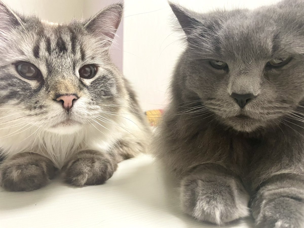 手かわいい🐾

おもち眠そうな顔( ˘꒳˘)笑

#猫のいる暮らし #猫のいる幸せ 
#スコティッシュ×#ノルウェージャン 
#サイベリアン