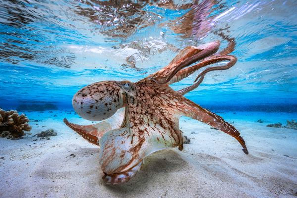 🐙Ne pêchez pas le #poulpe jusqu'au 30 septembre, c'est interdit, il se reproduit
Notre article 👉france3-regions.francetvinfo.fr/provence-alpes…