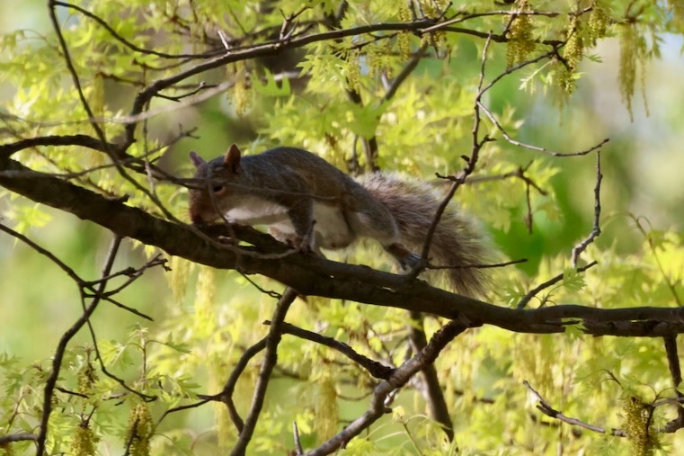 It's going to be a great #Sciuridae for nut gathering!

On #Sciuridae, blend in with your surroundings and observe the world below.

Every day is #Sciuridae!

#fightlikeasquirrel #SquirrelStrong 🐿️💪#SaveGreySquirrelUK #SquirrelScrolling #squirrel #Eichhörnchen