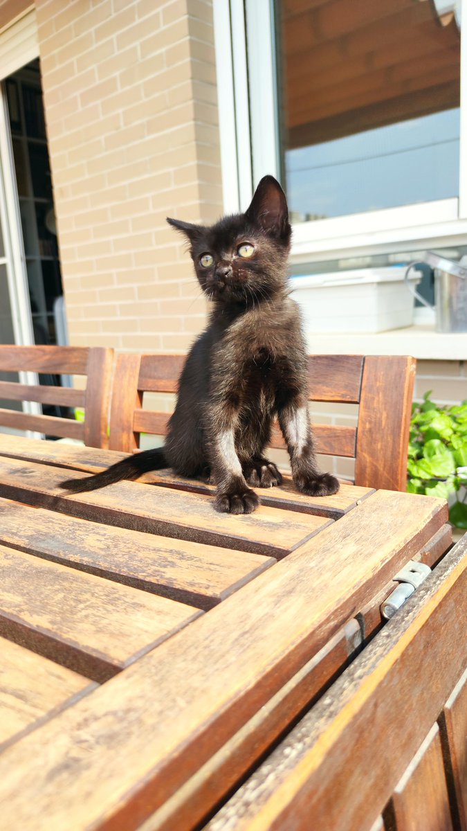 Nadie ha preguntado por Blackie 💔
Tras sobrevivir a un atropello, tras superar un ingreso de 3 días y remontar, ahora Blackie se enfrenta a la indiferencia. 
Pasa sus días en un baño. 
Si te interesa adoptarla, escríbenos:

📧info@catmur.es
🎂 1 mes y medio
♀️Hembra
📍Murcia