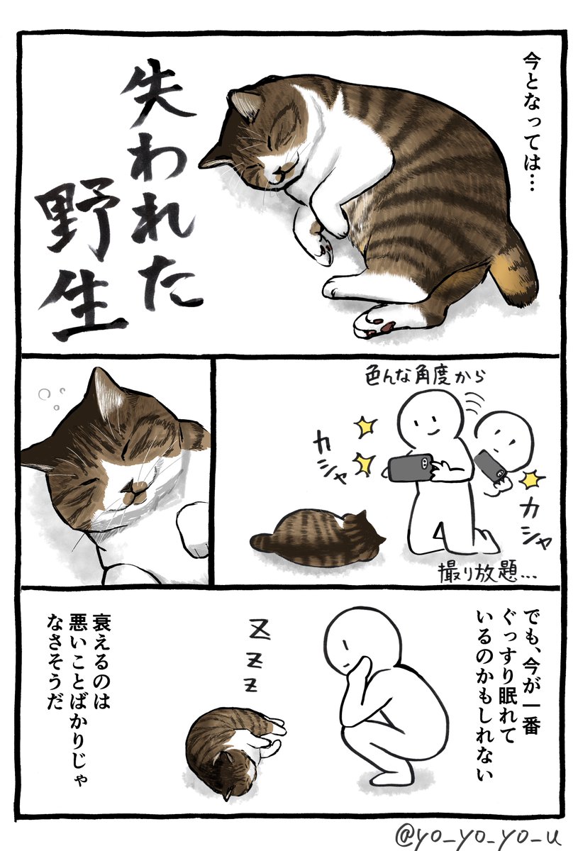 猫が老いて思うこと 