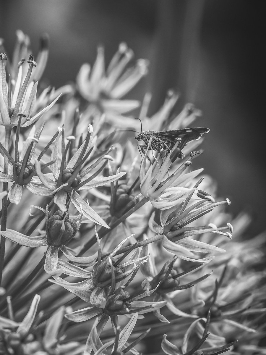 V_greys's tweet photo. Good Morning ๐ฆ
#MintMoth #blackandwhitemacro #bnw_macro #macro @BNW_Macro https://t.co/uS9uwmoKBP