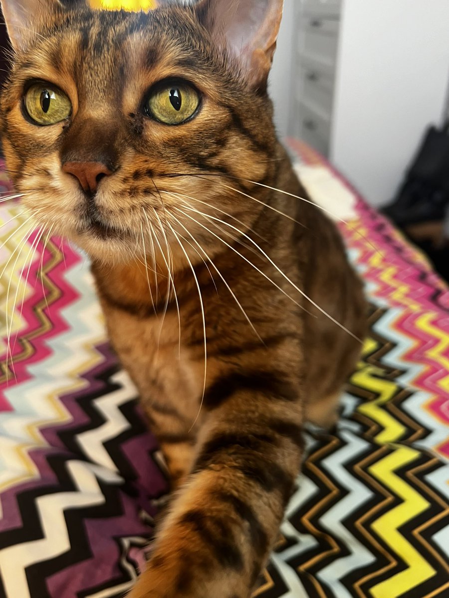 LokitheB's tweet image. Happee #CatboxSunday to all our Fwenz! (The Human doez not haz a box! 😹😹😹😹) So insteadz youze gets meez! #CatsofTwittter #catsontwitter #bengalcat #teambengal