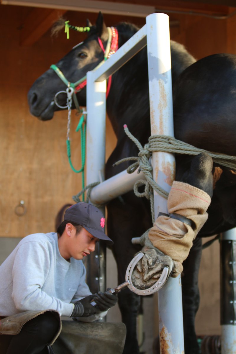 ばんえい競馬 の #装蹄師 装鞍所で蹄鉄が取れてしまった馬に付け直し
